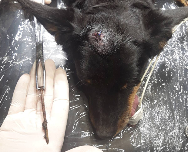 ЕКСЕР је укуцан 5 цм у ЛОБАЊУ, то је могао да уради само ЧОВЕК уз помоћ алата: Оперисан пас из Новог Сада, чија је прича шокирала Србију! (ФОТО)